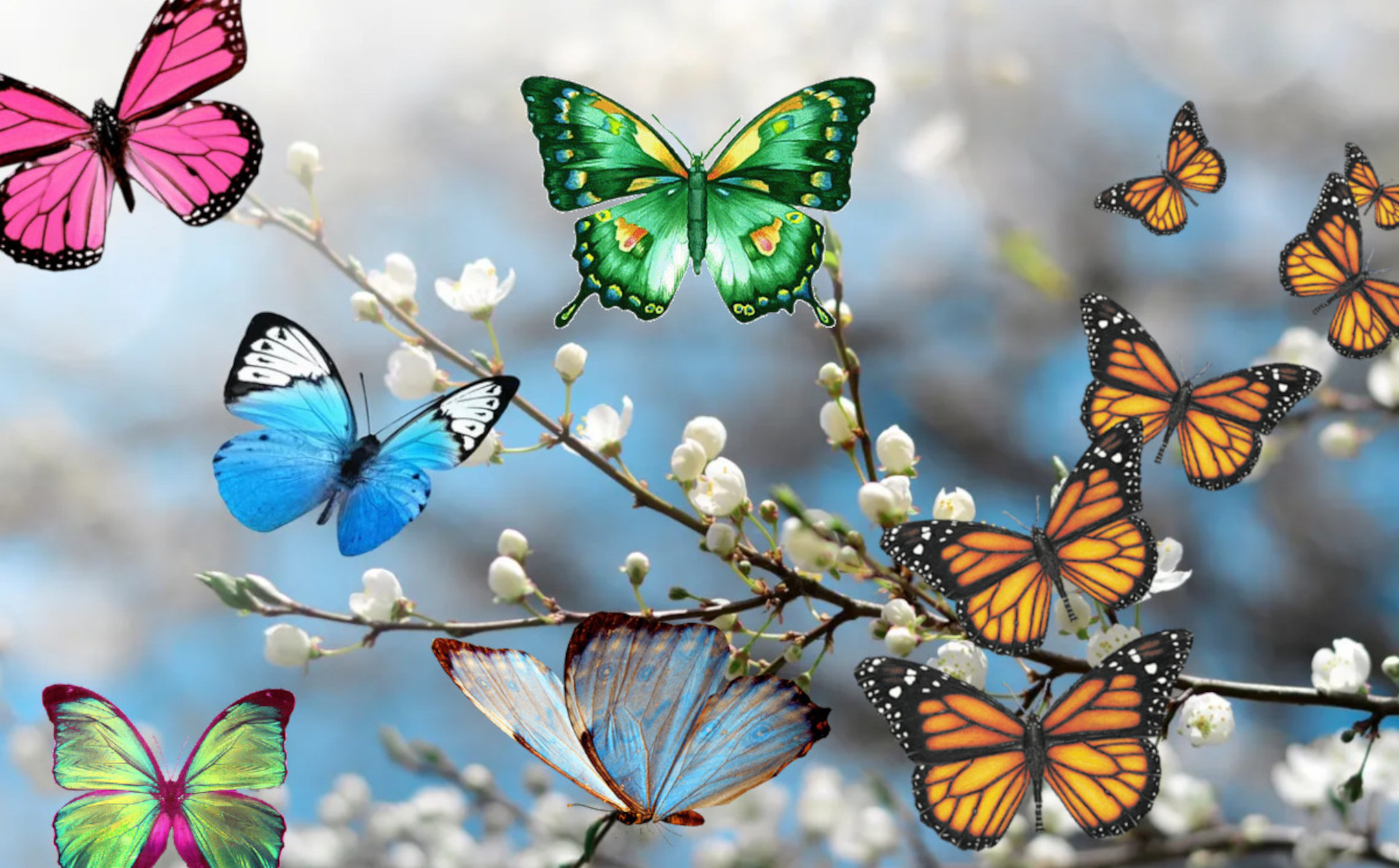Mariposas