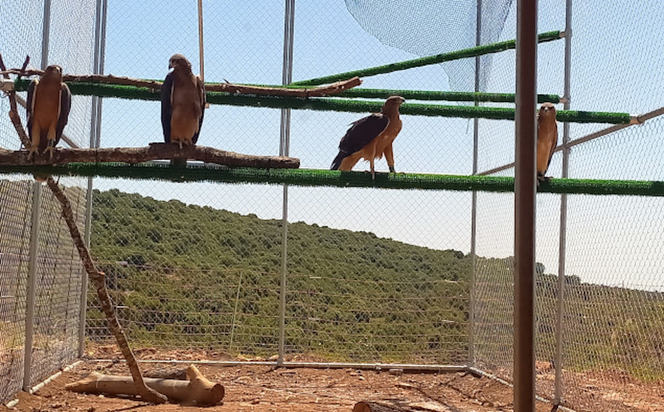 Repsol contribuye a la reintroducción de águilas Bonelli en la Sierra de Guara