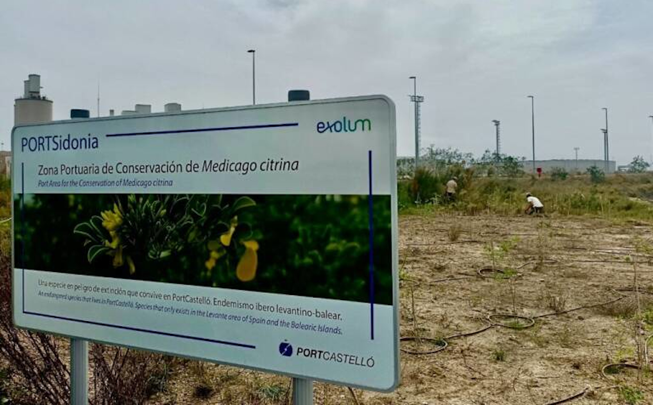Proyecto PORTsidonia en el Puerto de Castelló