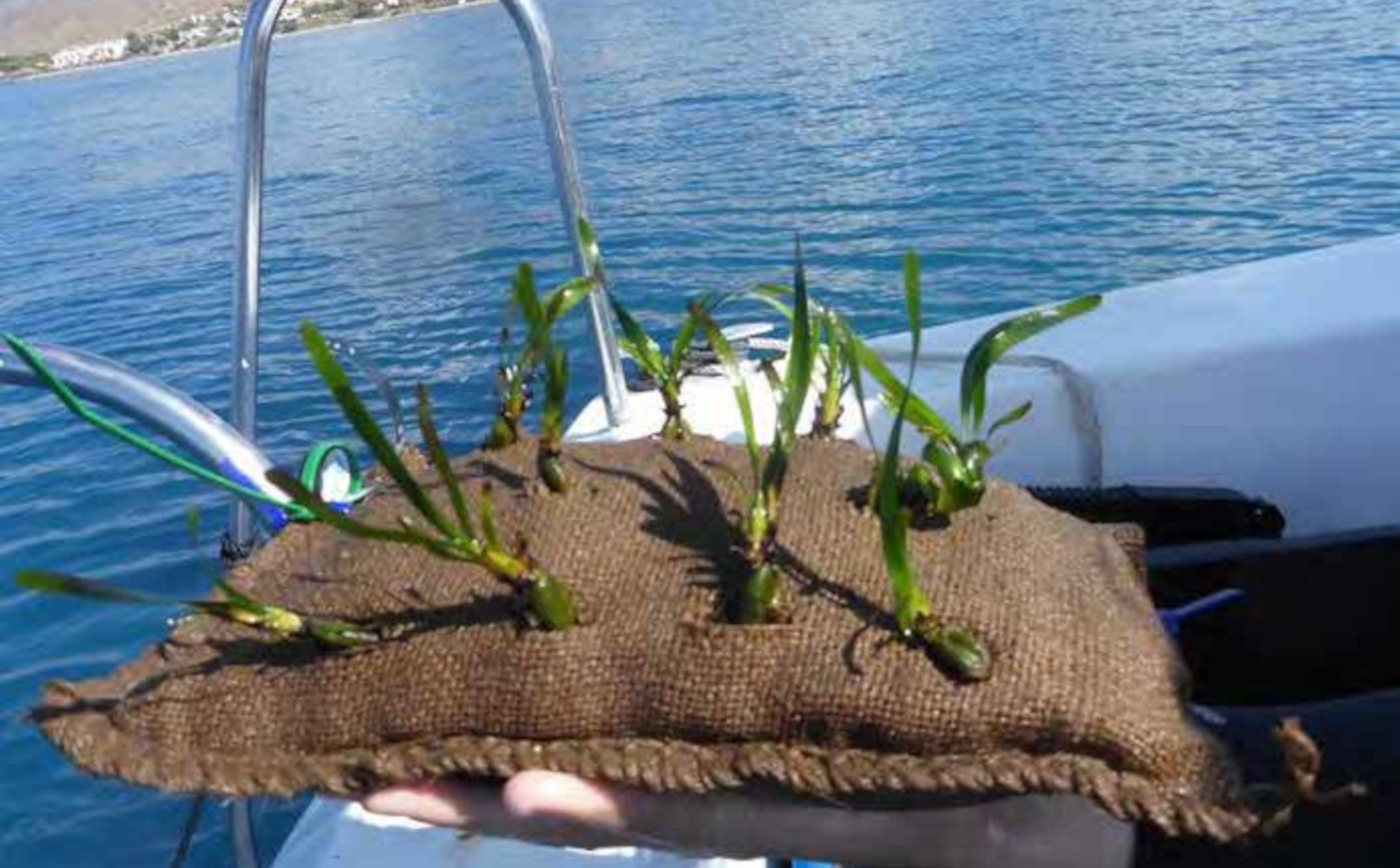 Proyecto Posidonia+ Tragsa
