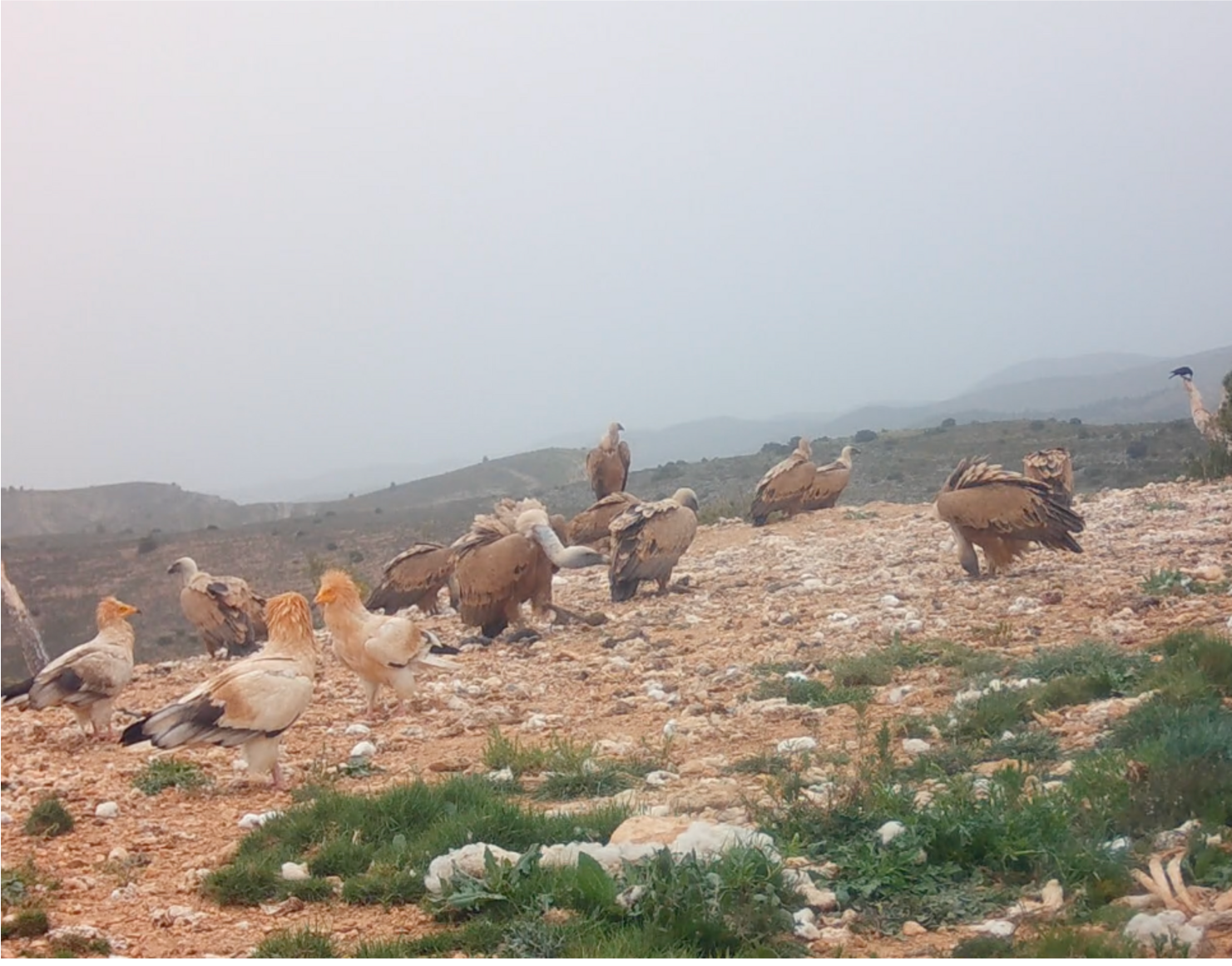 Proyecto Recuperacion aves necrofagas bbpp