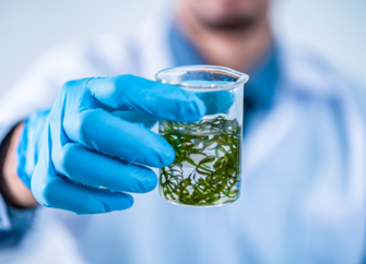 Persona con bata de laboratorio sosteniendo un vaso de precipitados con líquido y microalgas en su interior, usando guantes azules. 