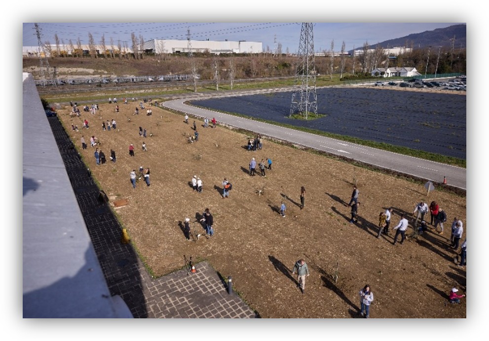 Vista aérea de un campo donde numerosas personas plantan pequeños árboles. Hay un camino curvo al fondo, estructuras eléctricas y edificios industriales en la distancia.