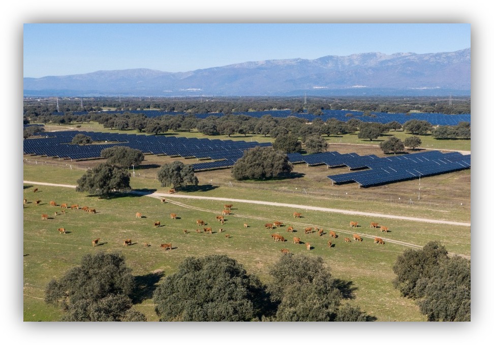 Campo con paneles solares instalados entre árboles y ganado pastando, con montañas al fondo.