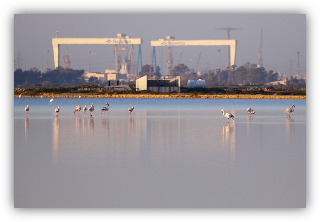 Flamencos en una laguna poco profunda, con instalaciones industriales y grandes grúas al fondo