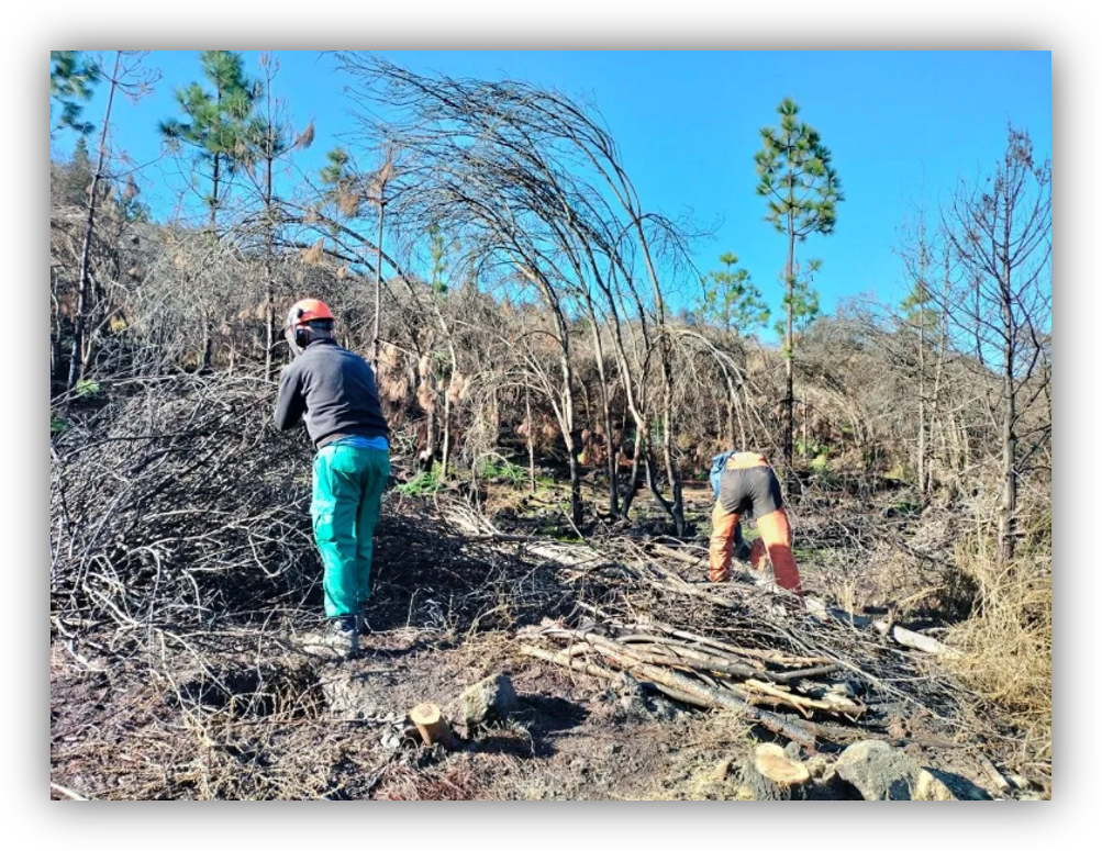 Dos trabajadores realizan tareas de limpieza y recogida de ramas en una zona forestal afectada, con árboles secos y vegetación dañada.