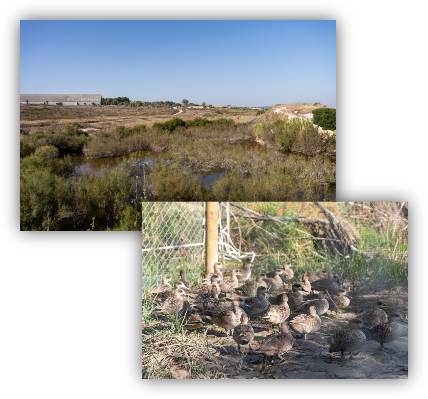 Humedal restaurado con vegetación natural y una colonia de aves acuáticas, utilizado como espacio de conservación de la biodiversidad.