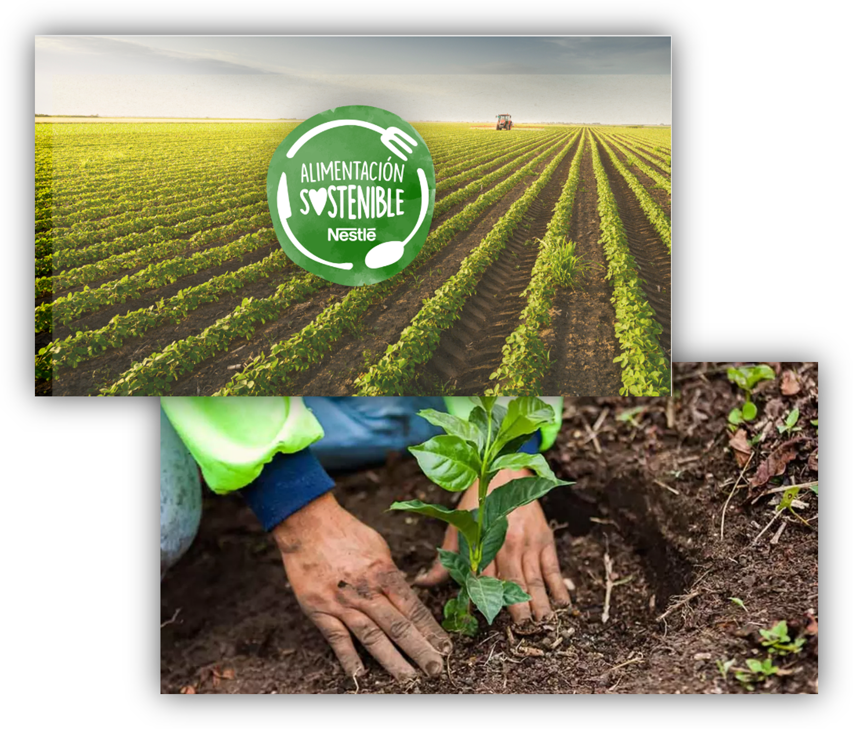 Composición de imágenes con campos de cultivo, una persona plantando un árbol y el distintivo de Alimentación Sostenible de Nestlé.