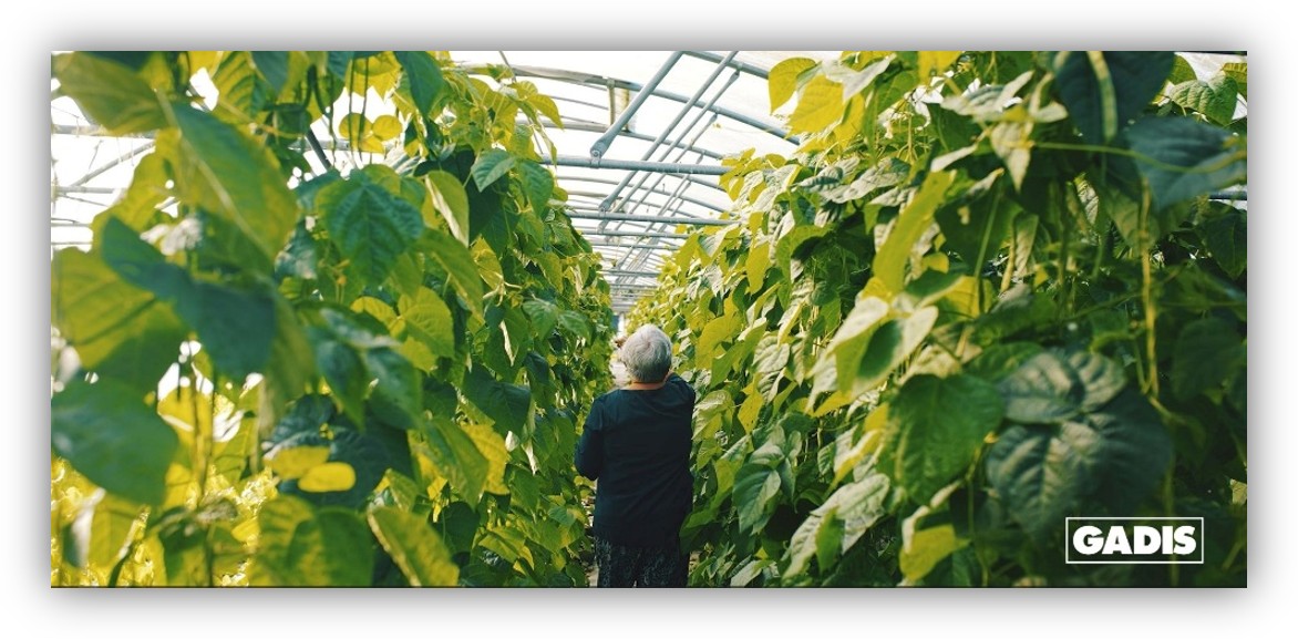 Persona trabajando en el interior de un invernadero rodeado de cultivos de hojas verdes, en una imagen relacionada con la producción agrícola sostenible.