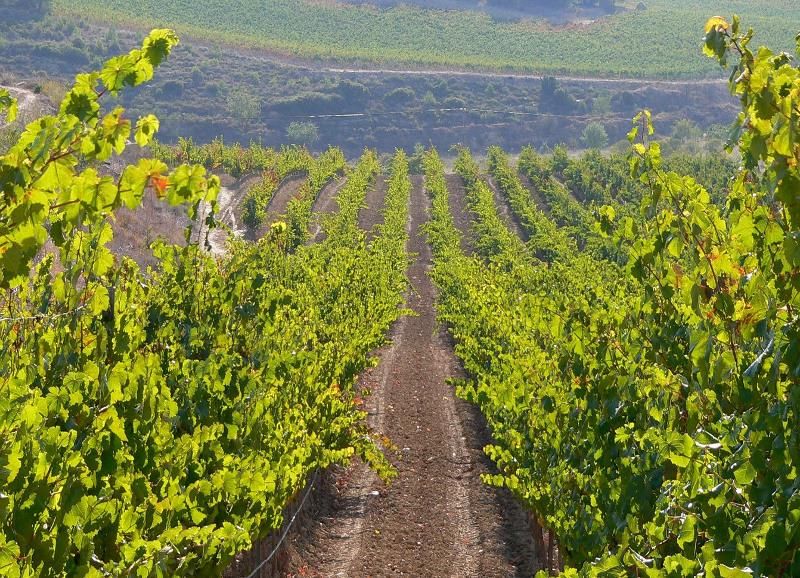 media-file-3049-bodegas-valdemar-grupo-vintae-y-grandes-pagos-de-espana-se-incorporan-a-la-fev.jpg