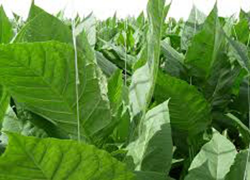 media-file-1097-plantacion-tabaco.jpg media-file-1097-plantacion-tabaco.jpg
