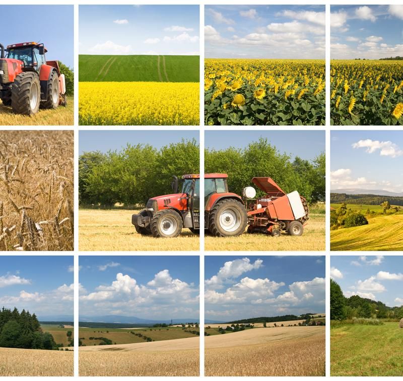 media-file-296-agricultura-collage.jpg media-file-296-agricultura-collage.jpg