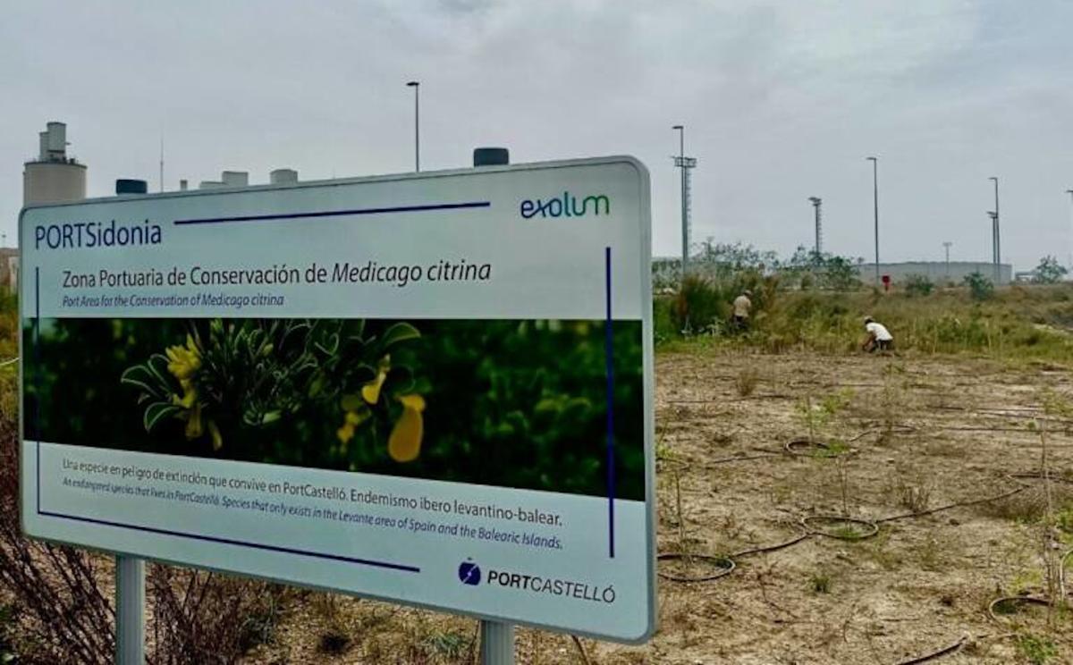 Proyecto PORTsidonia en el Puerto de Castelló