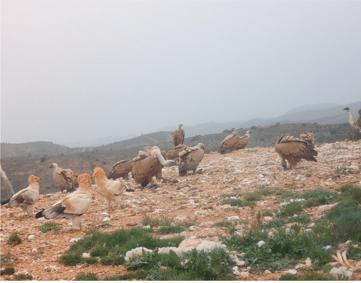 Proyecto Recuperacion aves necrofagas bbpp
