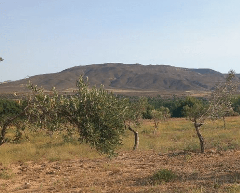 Paisaje rural con olivos dispersos en primer plano y una colina árida al fondo bajo cielo despejado