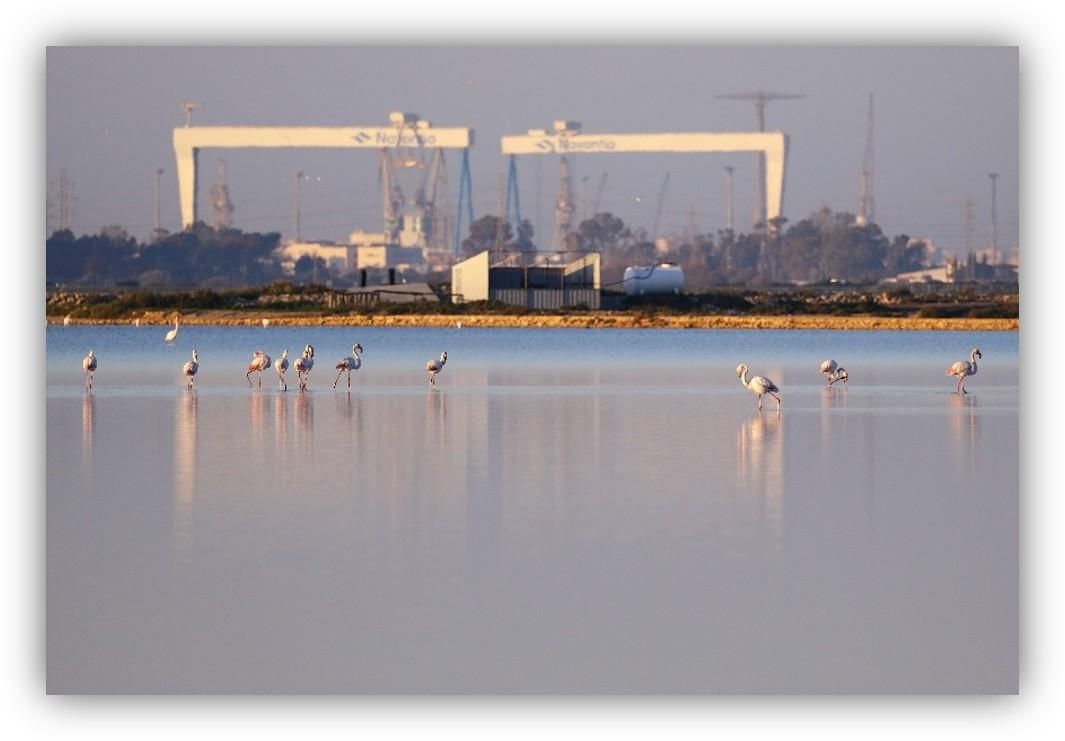 Flamencos en una laguna poco profunda, con instalaciones industriales y grandes grúas al fondo