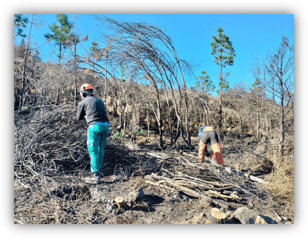 Dos trabajadores realizan tareas de limpieza y recogida de ramas en una zona forestal afectada, con árboles secos y vegetación dañada.