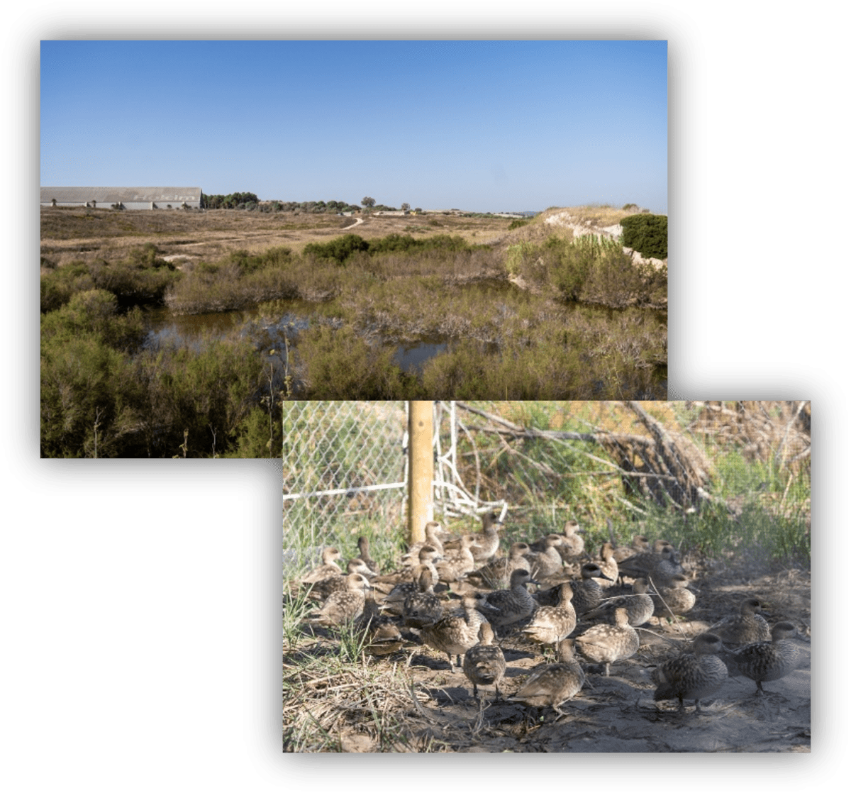 Humedal restaurado con vegetación natural y una colonia de aves acuáticas, utilizado como espacio de conservación de la biodiversidad.