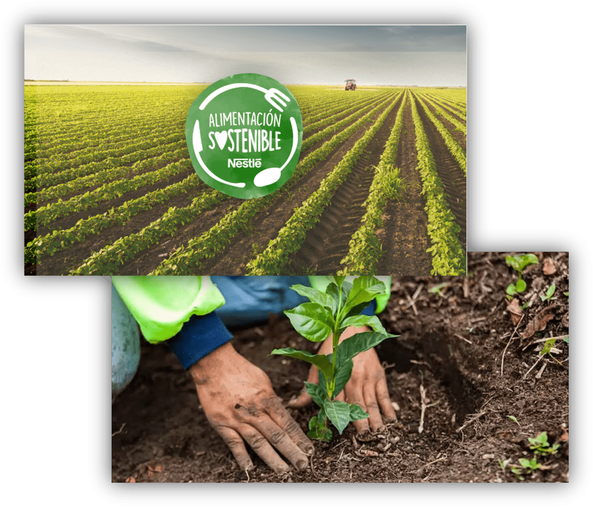 Composición de imágenes con campos de cultivo, una persona plantando un árbol y el distintivo de Alimentación Sostenible de Nestlé.