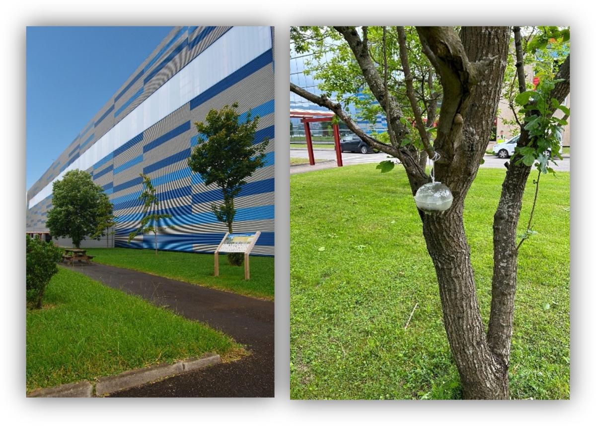 Composición de imágenes con una zona ajardinada junto a un edificio y un árbol equipado con una trampa para el seguimiento y estudio de insectos en un entorno urbano.