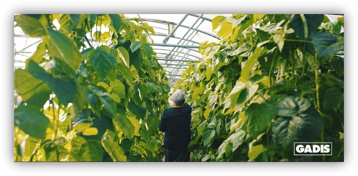 Persona trabajando en el interior de un invernadero rodeado de cultivos de hojas verdes, en una imagen relacionada con la producción agrícola sostenible.
