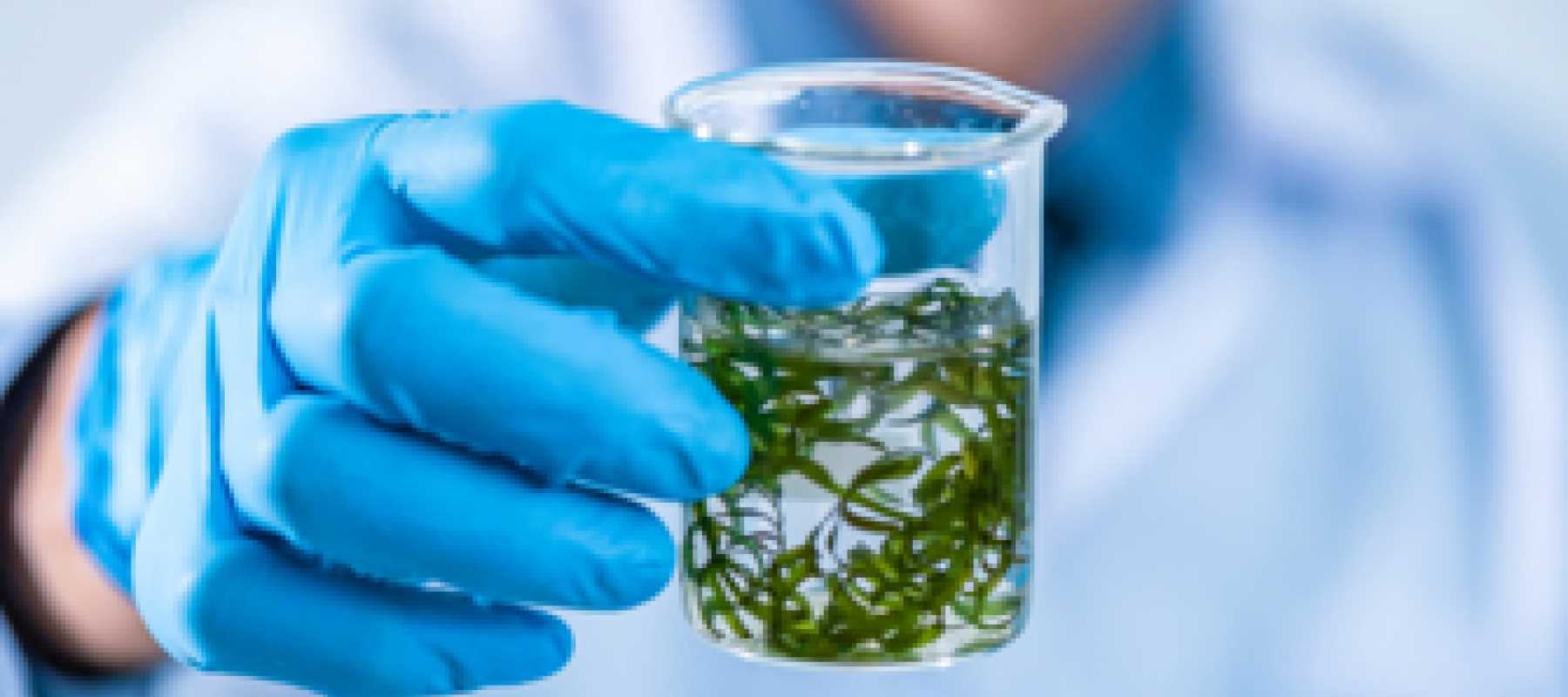 Persona con bata de laboratorio sosteniendo un vaso de precipitados con líquido y microalgas en su interior, usando guantes azules. 