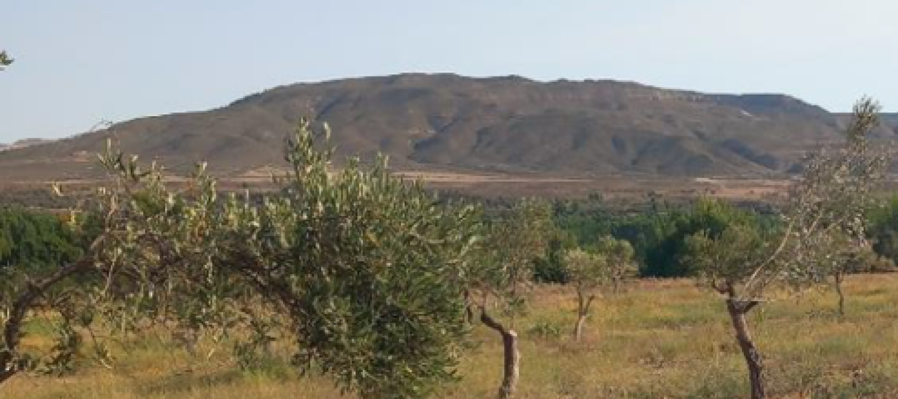 Paisaje rural con olivos dispersos en primer plano y una colina árida al fondo bajo cielo despejado