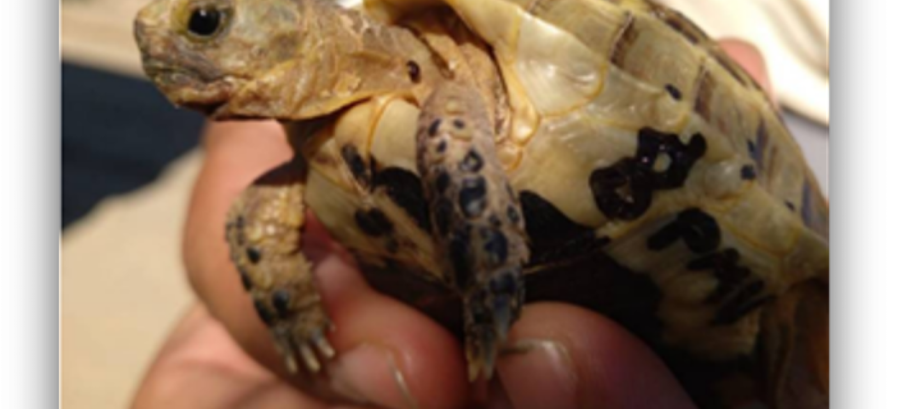 Tortuga terrestre marcada para seguimiento científico sostenida cuidadosamente por una persona durante una actividad de conservación de fauna.