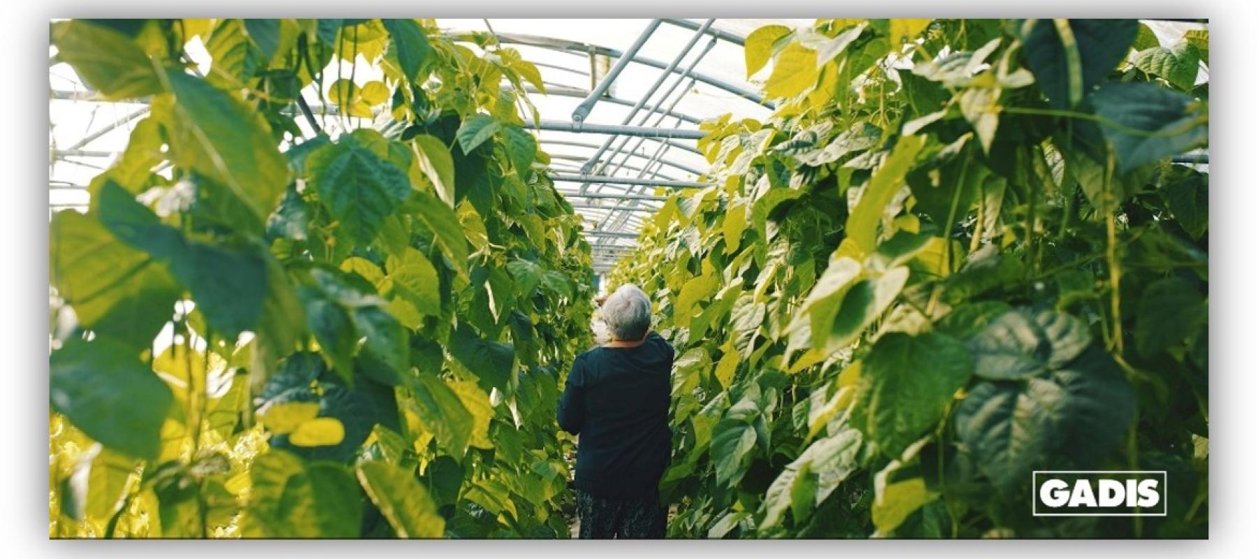 Persona trabajando en el interior de un invernadero rodeado de cultivos de hojas verdes, en una imagen relacionada con la producción agrícola sostenible.