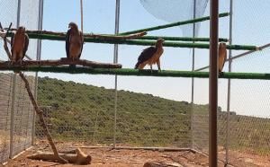 Repsol contribuye a la reintroducción de águilas Bonelli en la Sierra de Guara