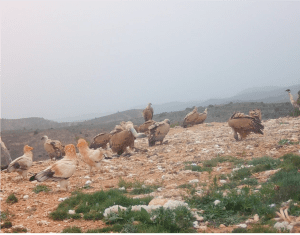 Proyecto Recuperacion aves necrofagas bbpp