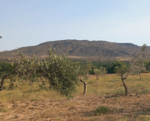Paisaje rural con olivos dispersos en primer plano y una colina árida al fondo bajo cielo despejado