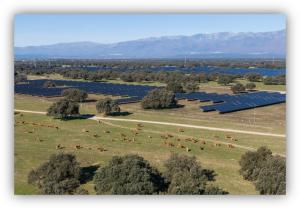 Campo con paneles solares instalados entre árboles y ganado pastando, con montañas al fondo.