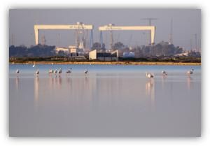 Flamencos en una laguna poco profunda, con instalaciones industriales y grandes grúas al fondo