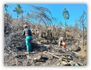 Dos trabajadores realizan tareas de limpieza y recogida de ramas en una zona forestal afectada, con árboles secos y vegetación dañada.