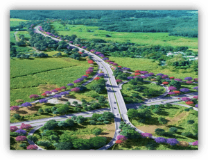 Vista aérea de una carretera que atraviesa un paisaje natural con vegetación y filas de árboles de colores a ambos lados.