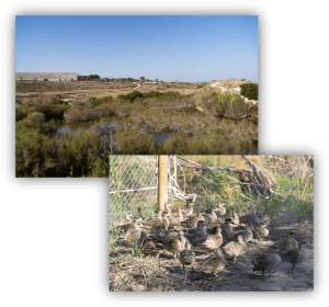 Humedal restaurado con vegetación natural y una colonia de aves acuáticas, utilizado como espacio de conservación de la biodiversidad.