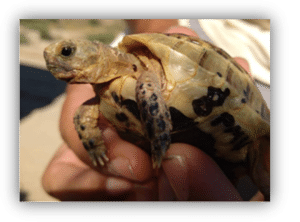 Tortuga terrestre marcada para seguimiento científico sostenida cuidadosamente por una persona durante una actividad de conservación de fauna.
